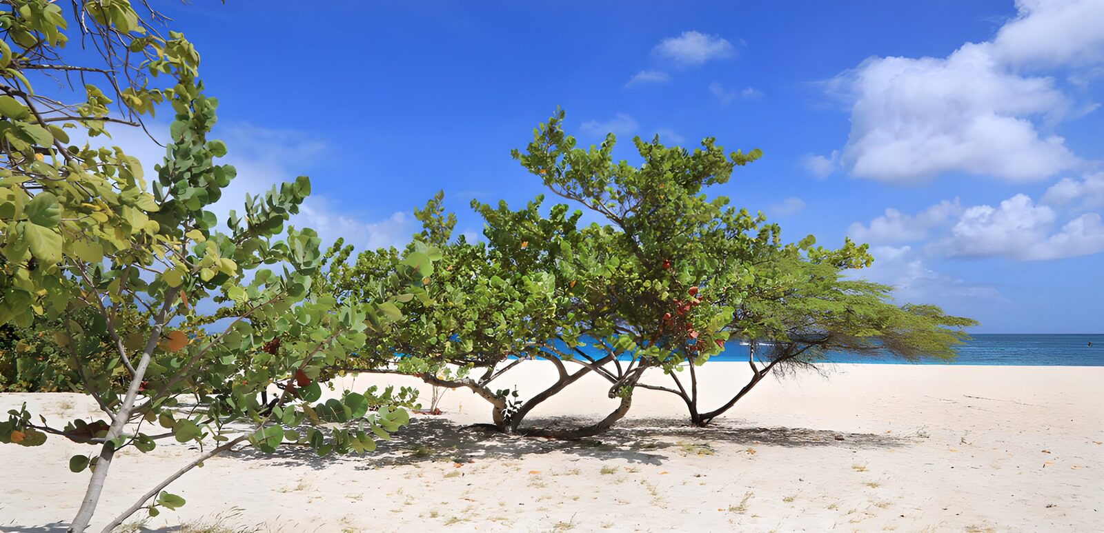 OCCOM6226145: Serene Beach Scene with Lush Greenery