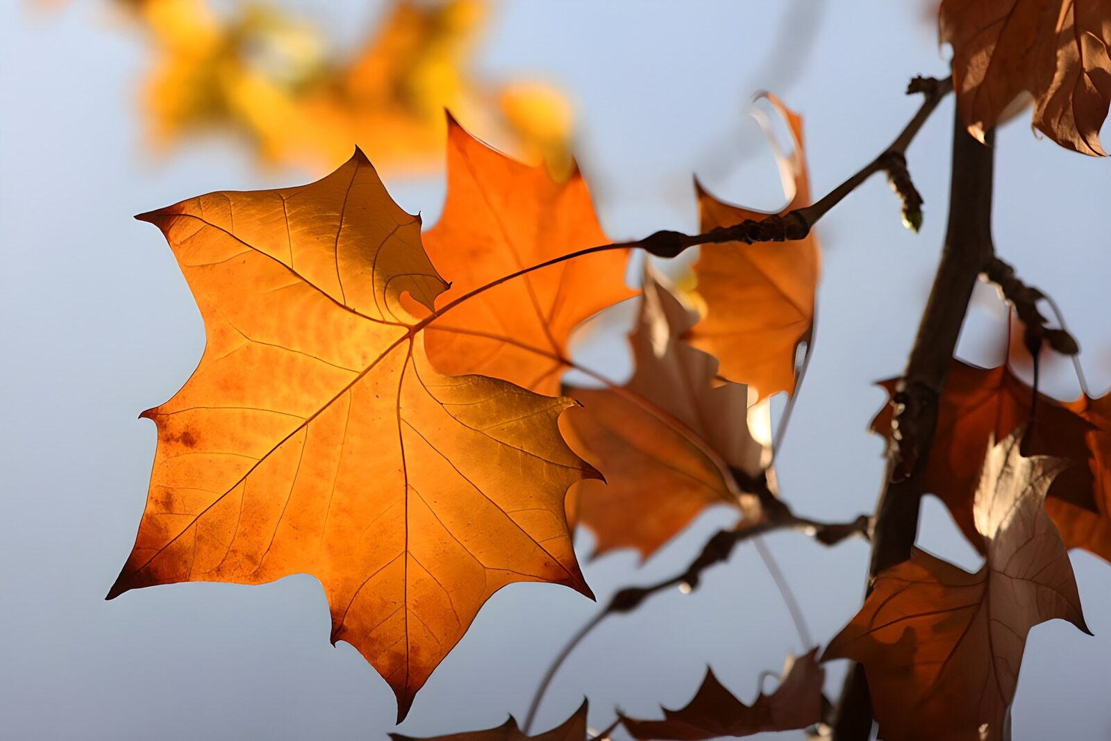 OCCOM9525847: Golden Autumn Leaves in the Sunlight