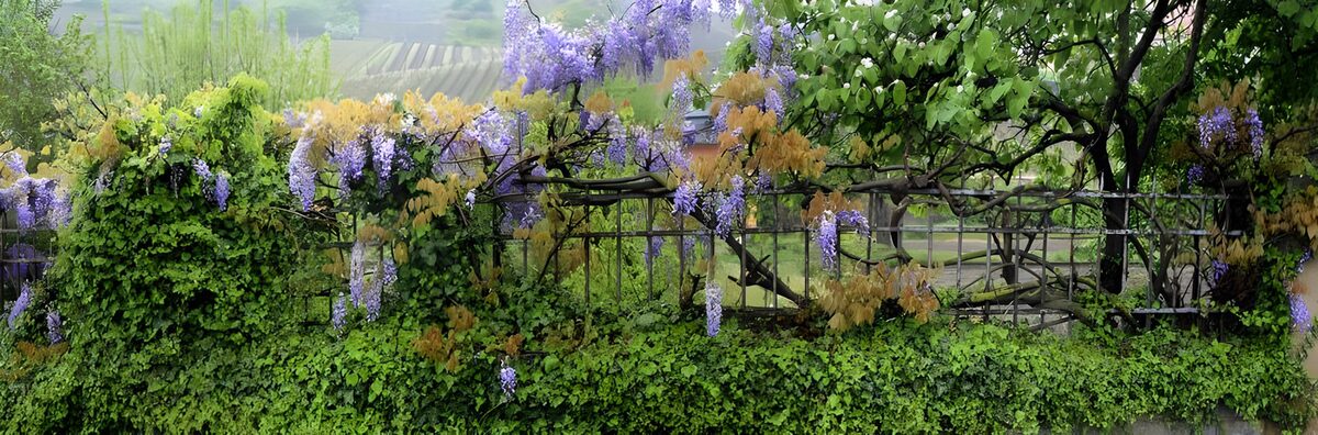 Vibrant Wisteria Elegance