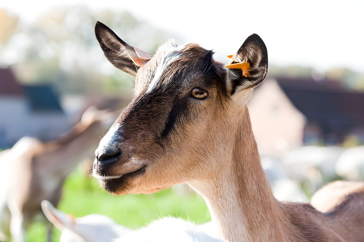 Portrait of a Curious Goat