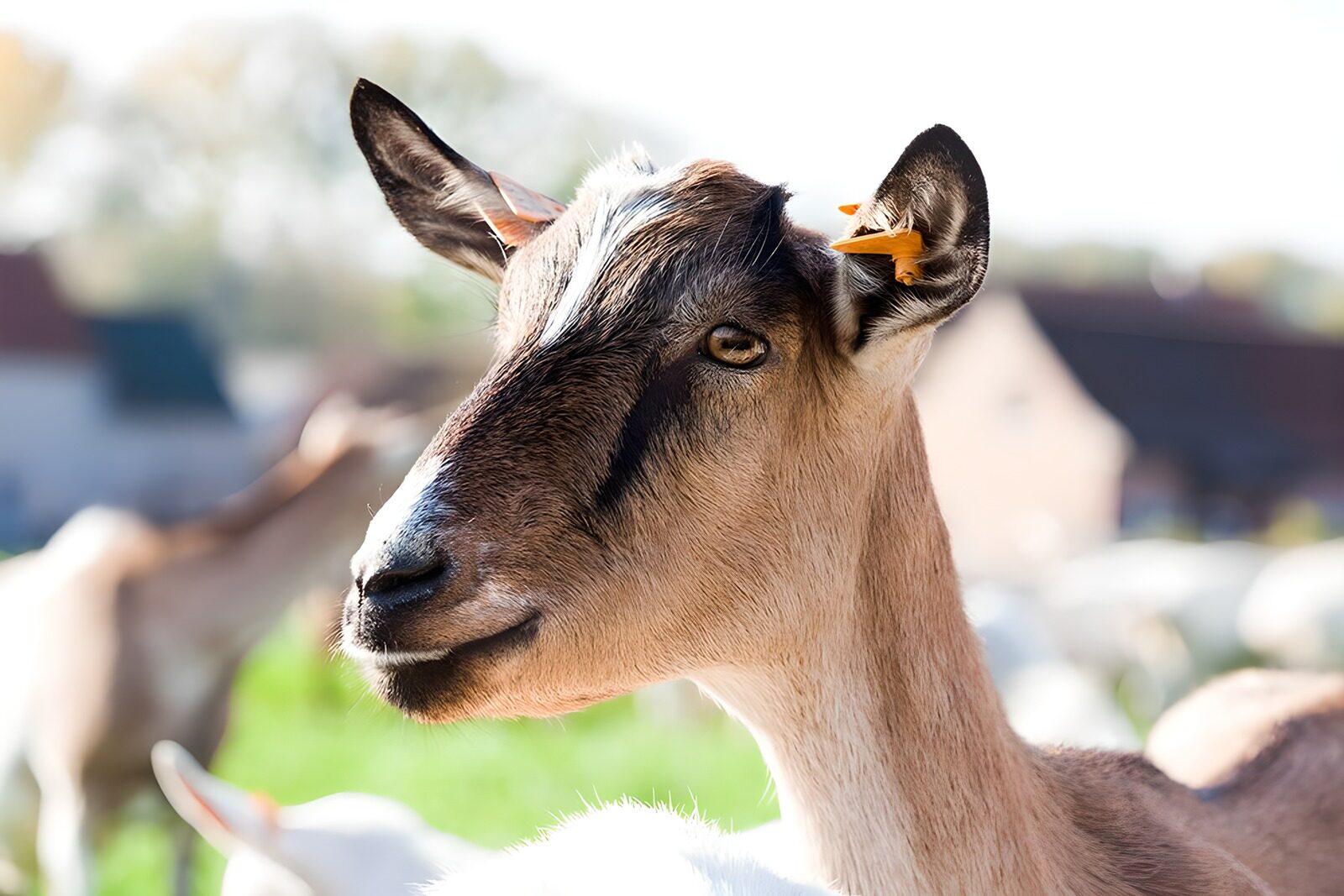 OCCOM2113518: Portrait of a Curious Goat