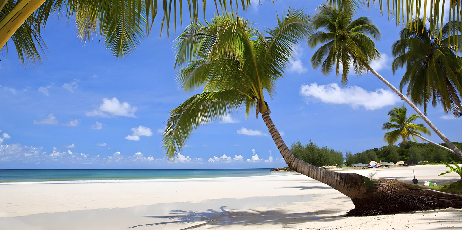 OCCOM6993251: Tropical Paradise Beach