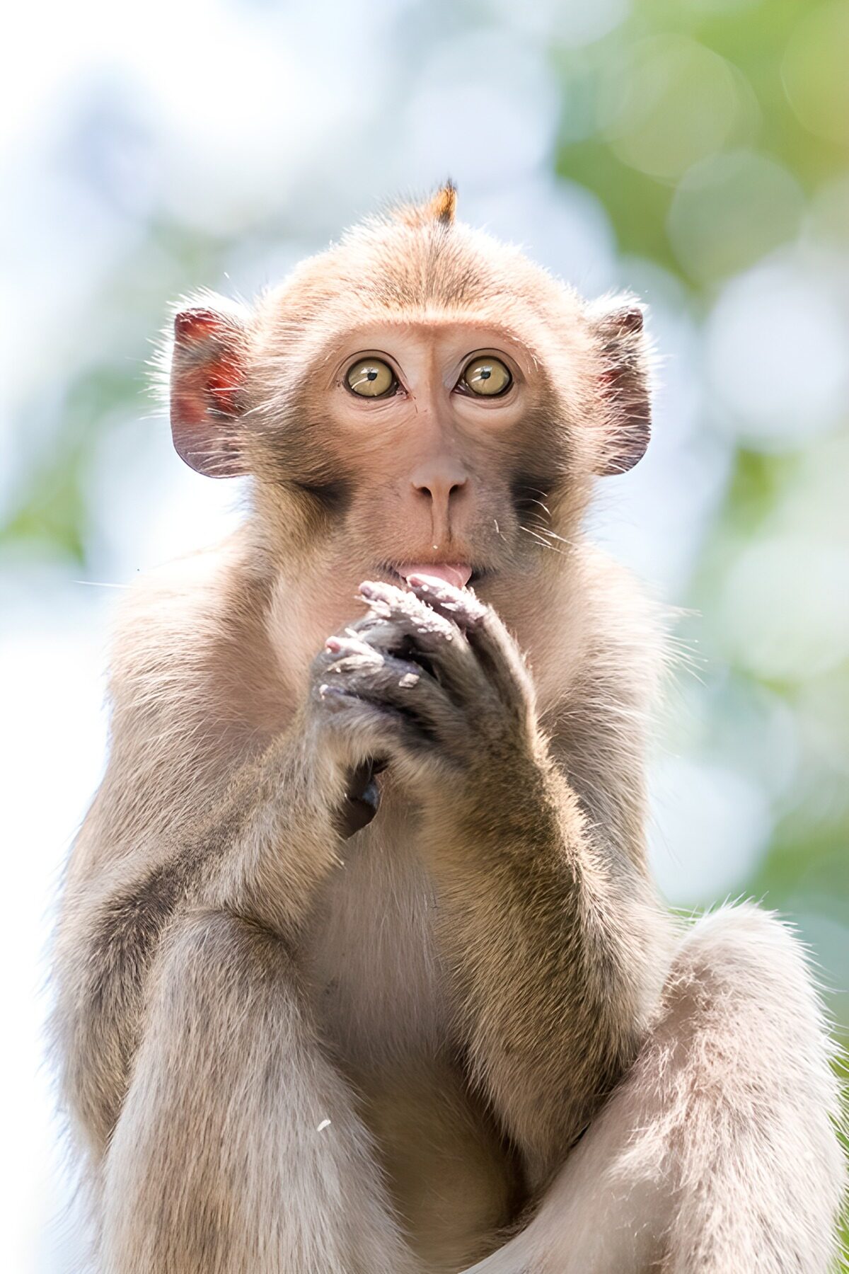 OCCOM6973751: Curious Monkey in Nature