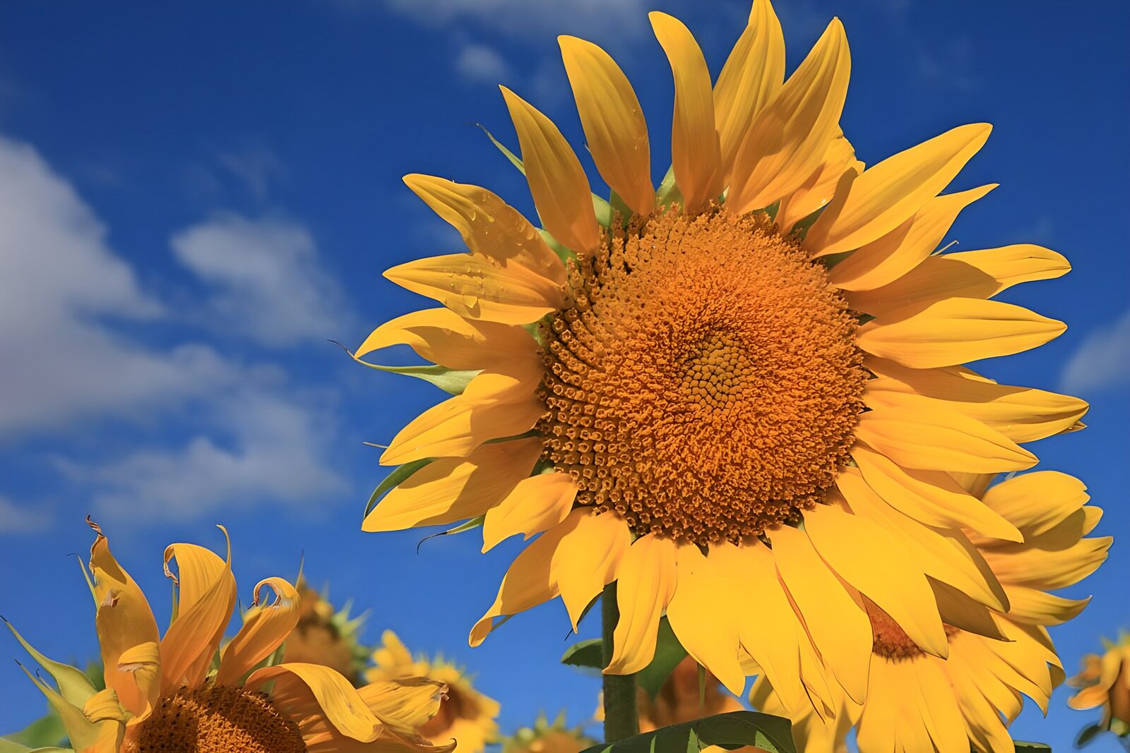 OCCOM8411221: Bright Sunflower Under Clear Sky