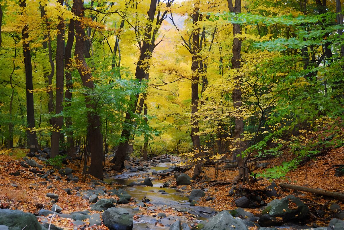 OCCOM5508354: Autumn Serenity in the Forest Stream