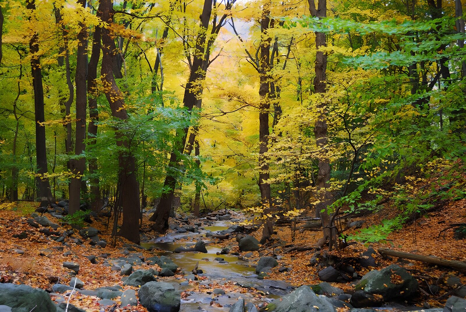 OCCOM5508354: Autumn Serenity in the Forest Stream