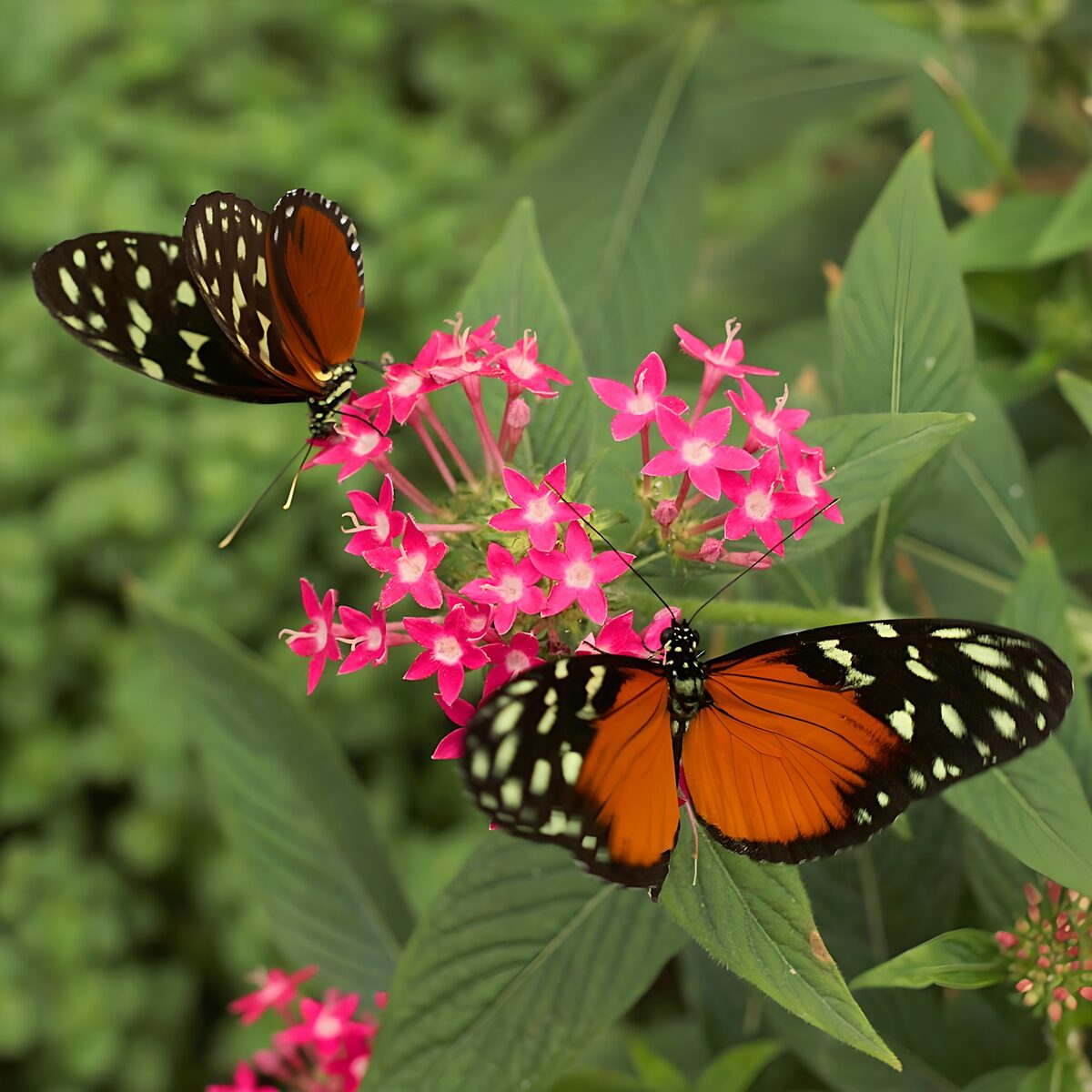 Colorful Butterflies on Pink Flowers