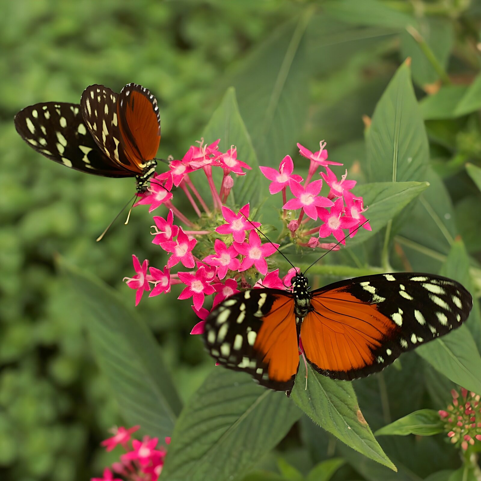 OCCOM3854145: Colorful Butterflies on Pink Flowers