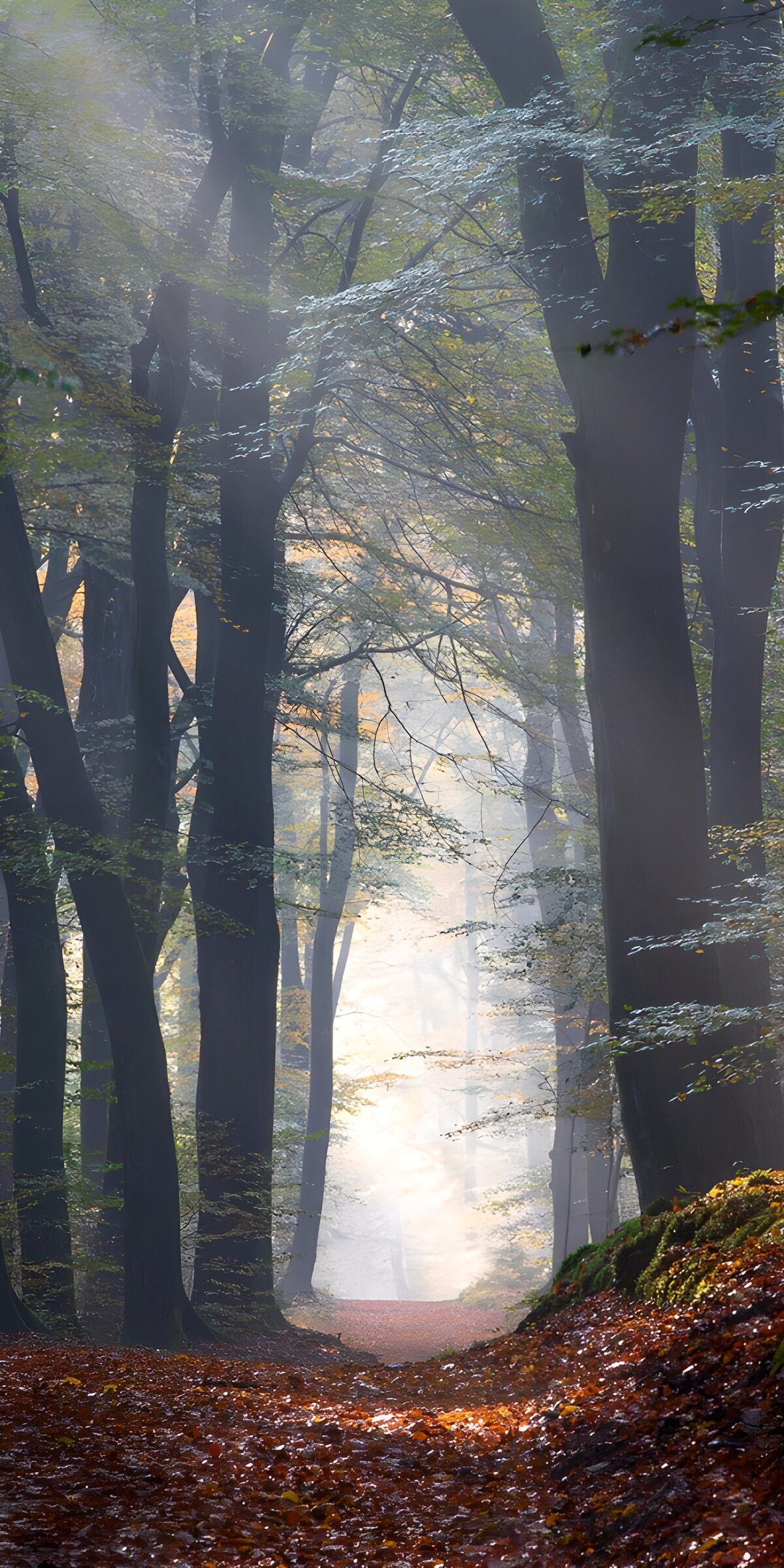 OCCOM9060575: Enchanted Forest Pathway