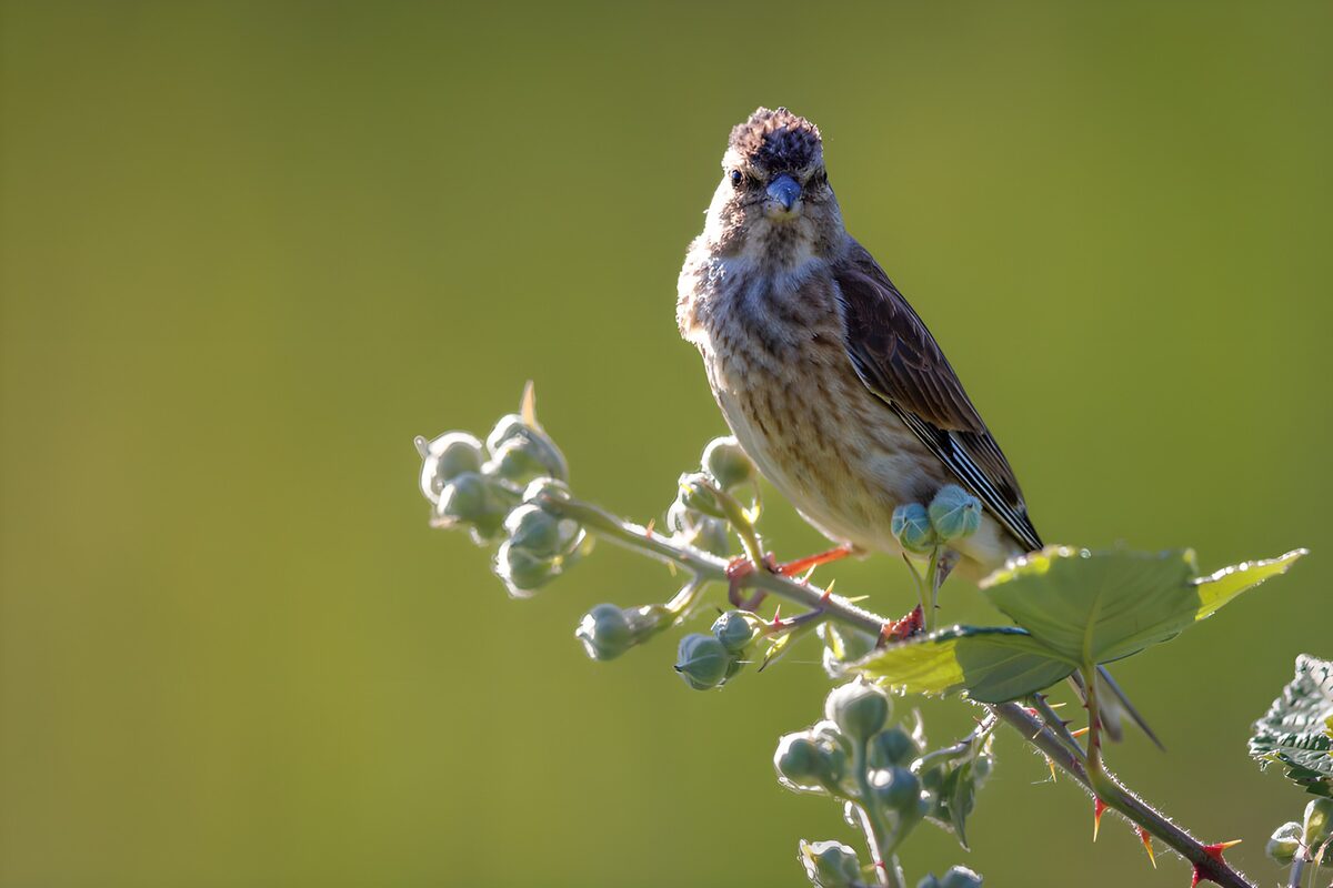 Curious Songbird on a Branch