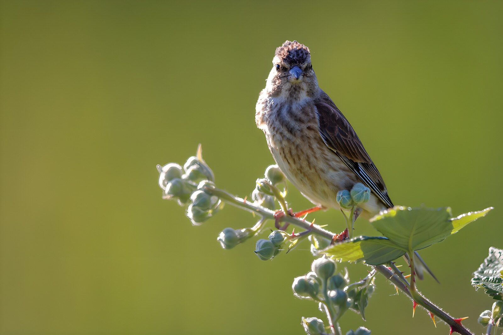 OCCOM1482464: Curious Songbird on a Branch