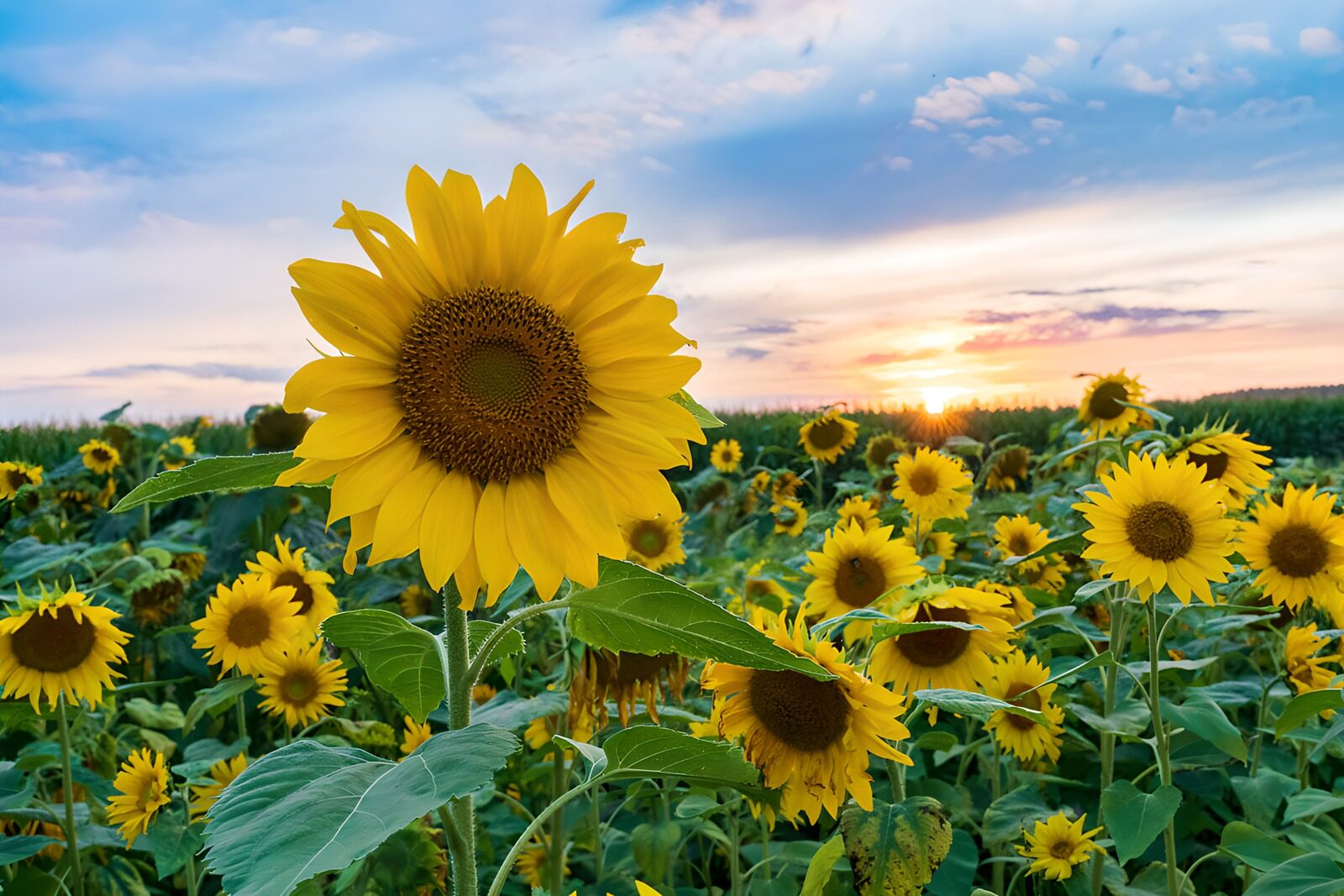OCCOM4886906: Golden Sunflowers at Sunset