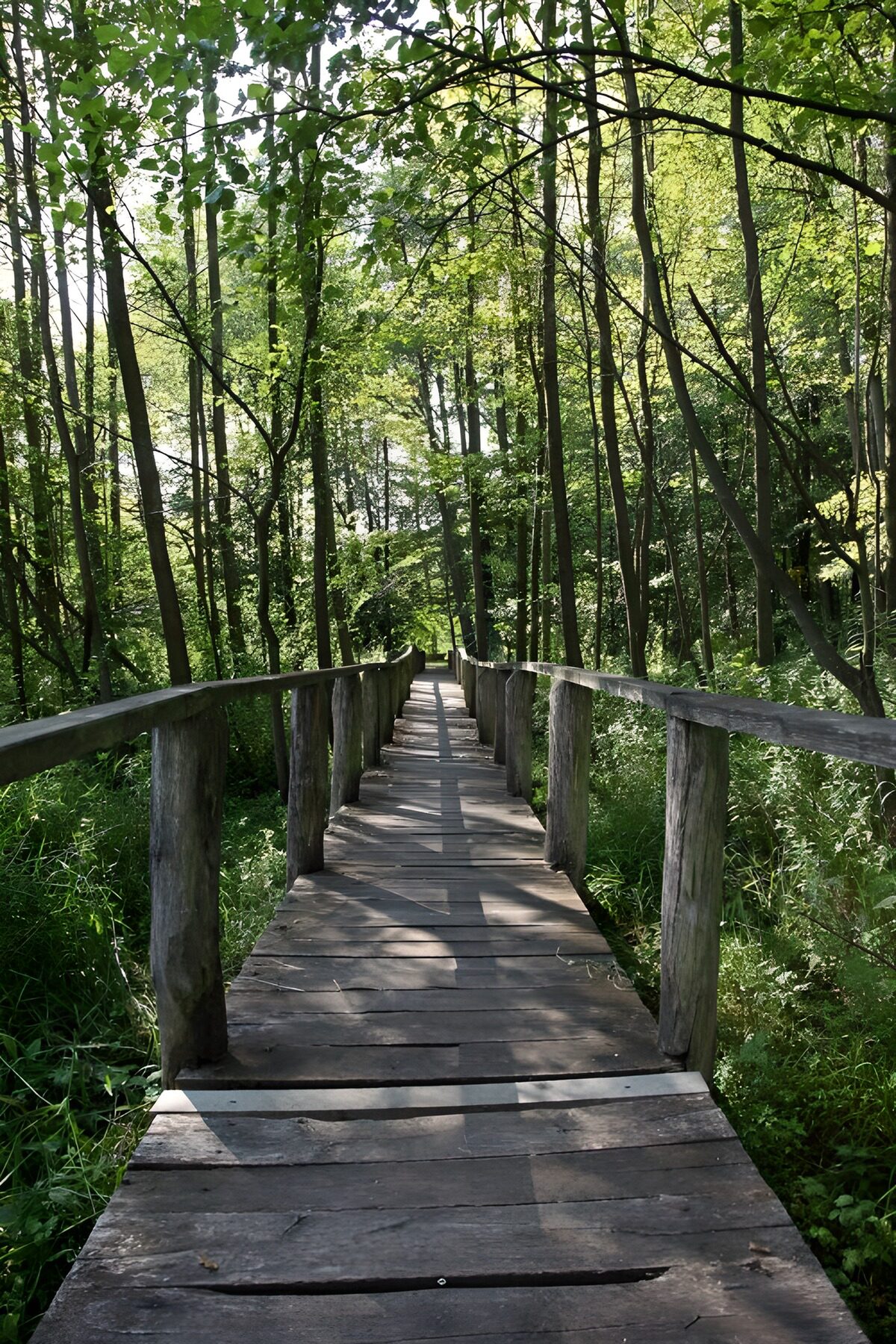 OCCOM9881850: Serene Forest Pathway