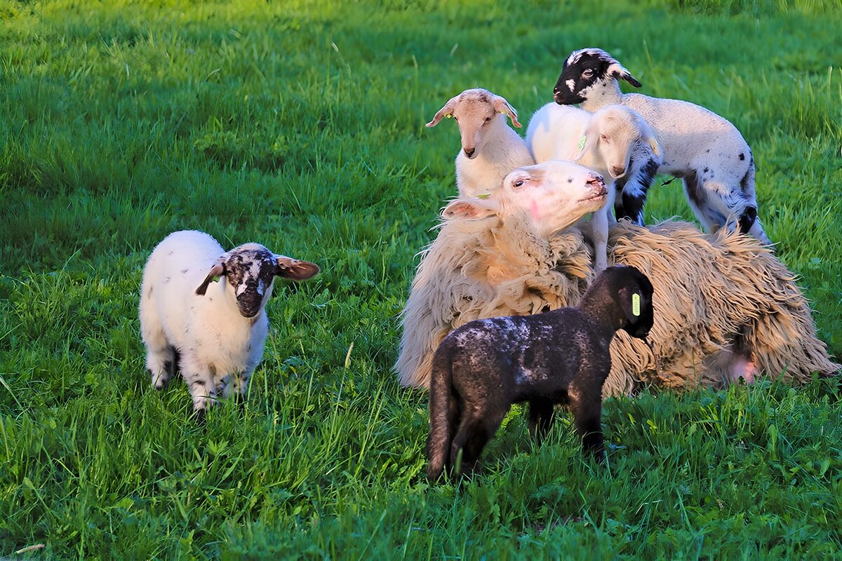 Playful Lambs in Green Pasture