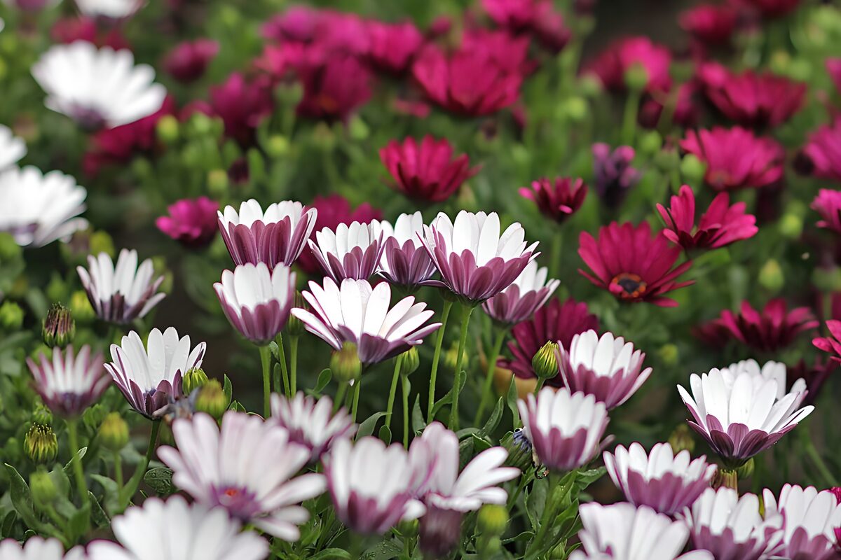 Vibrant Floral Harmony