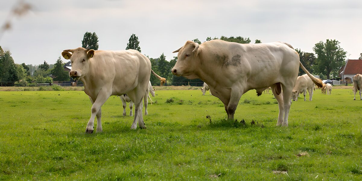Gentle Giants in the Pasture