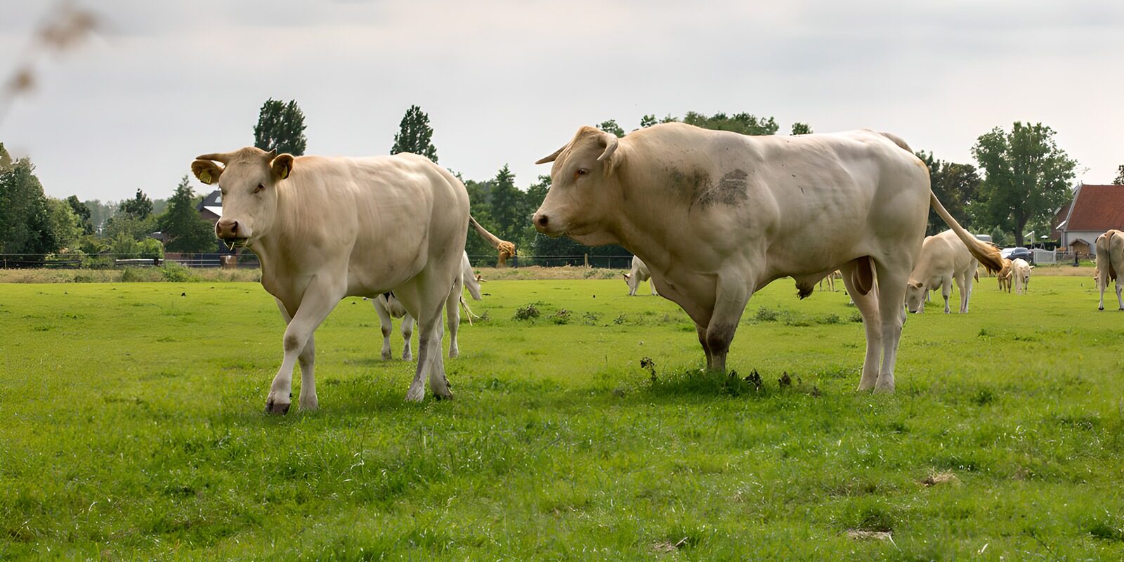 OCCOM7755683: Gentle Giants in the Pasture