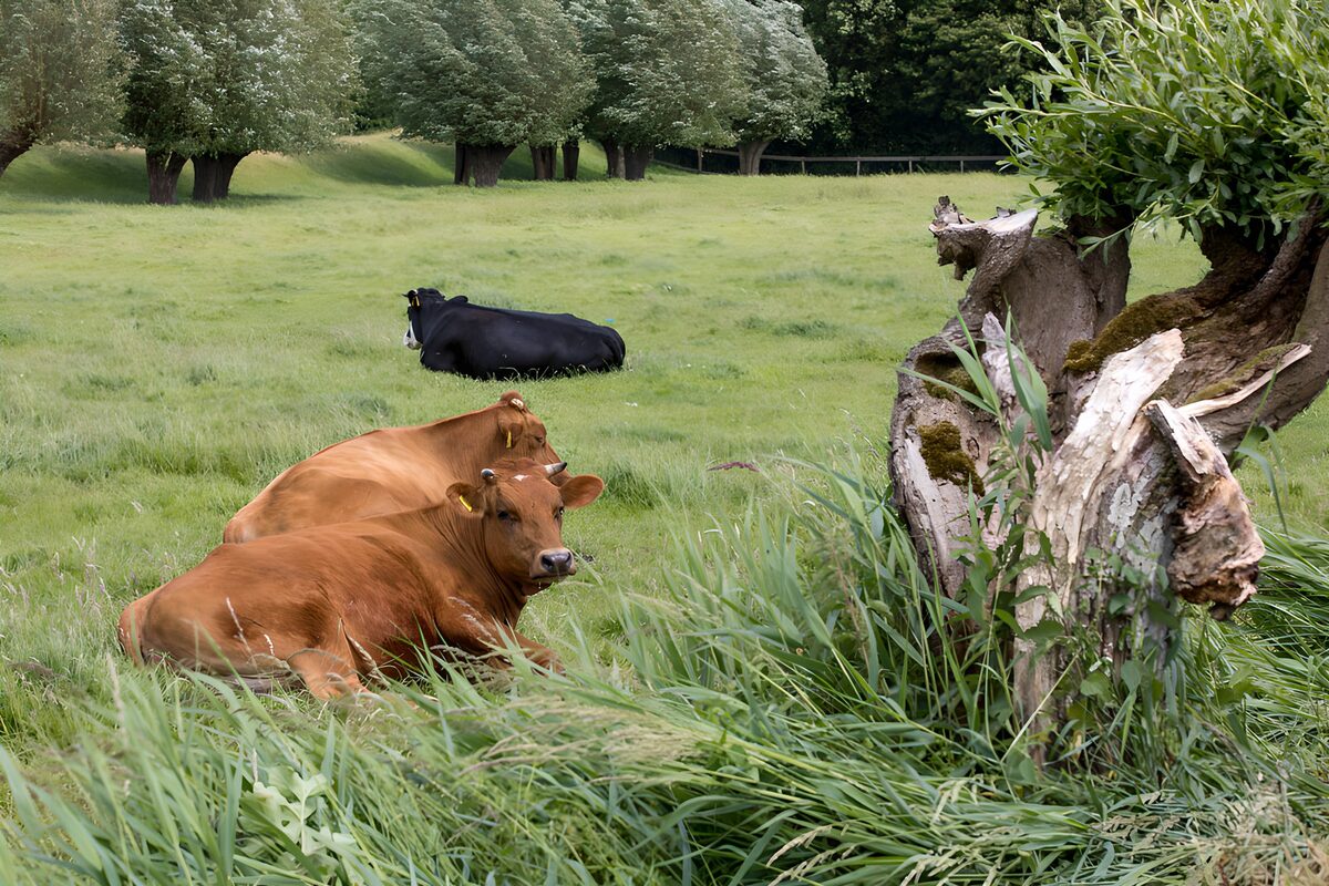 Resting Cows in a Serene Pasture