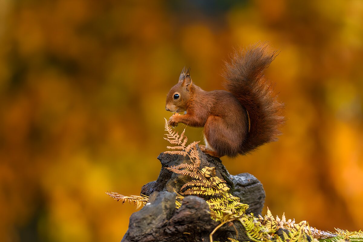 Curious Squirrel Amidst Autumn Colors