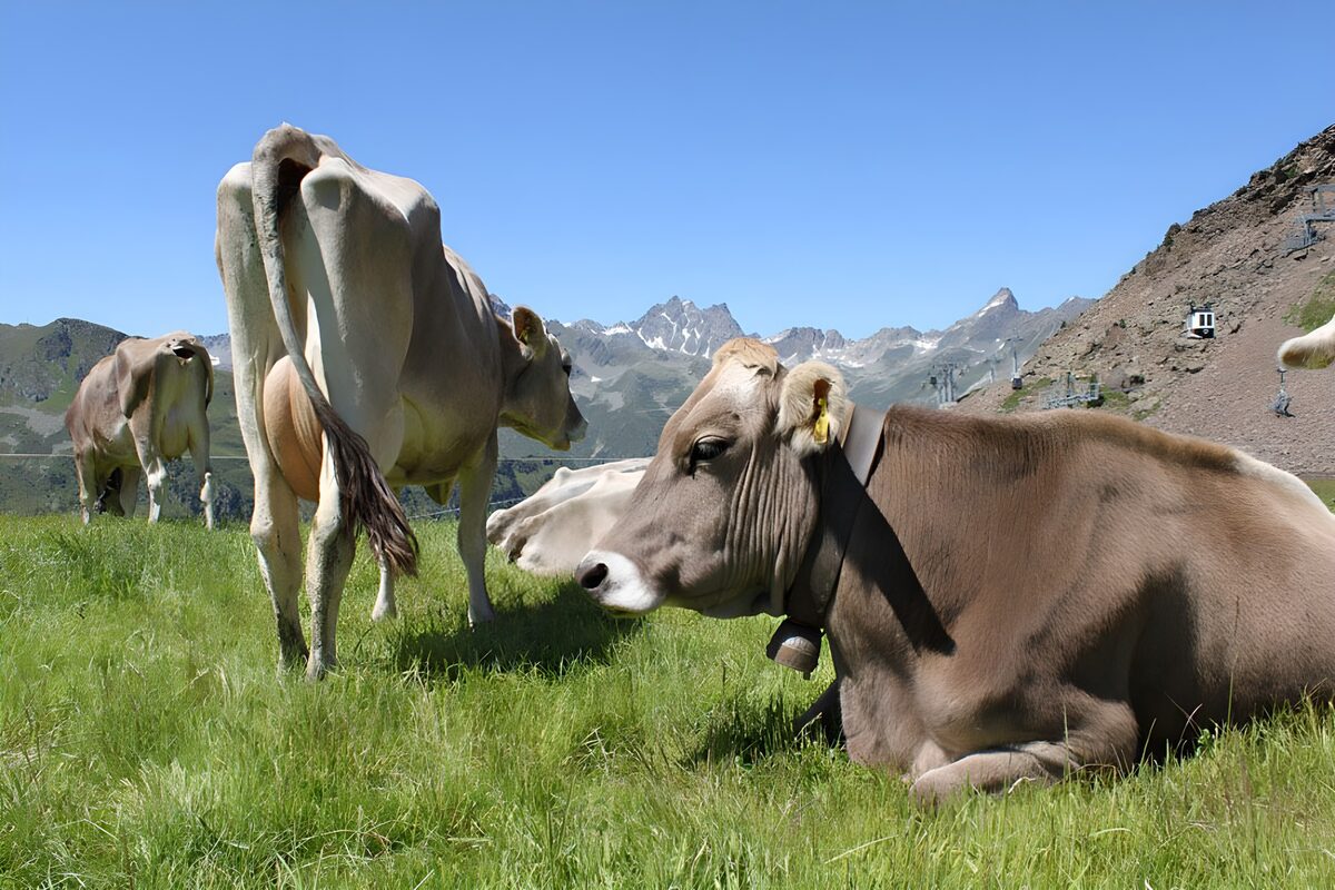 Cows Grazing in Alpine Meadows