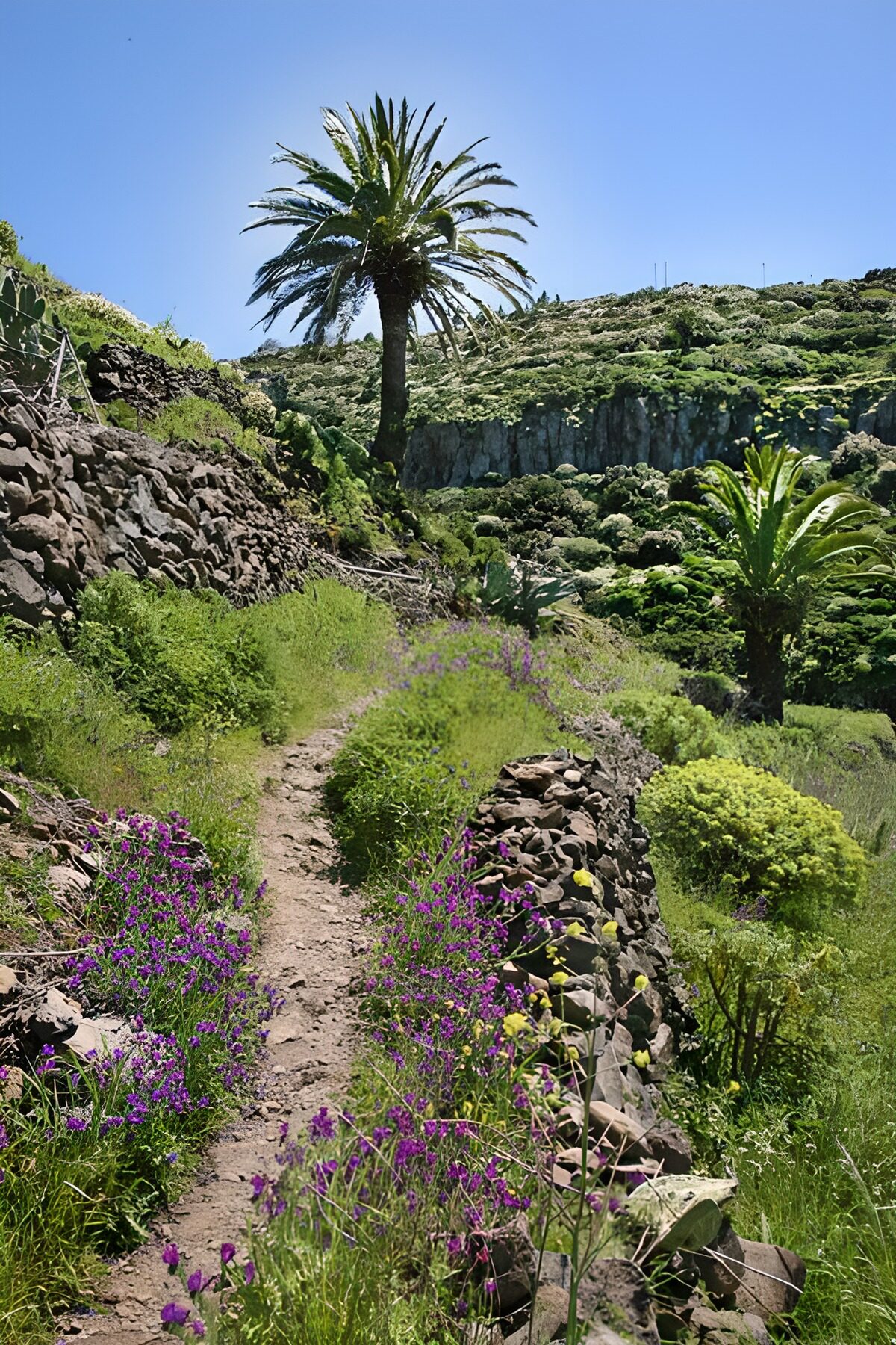 OCCOM8728258: Scenic Pathway Through Lush Greenery