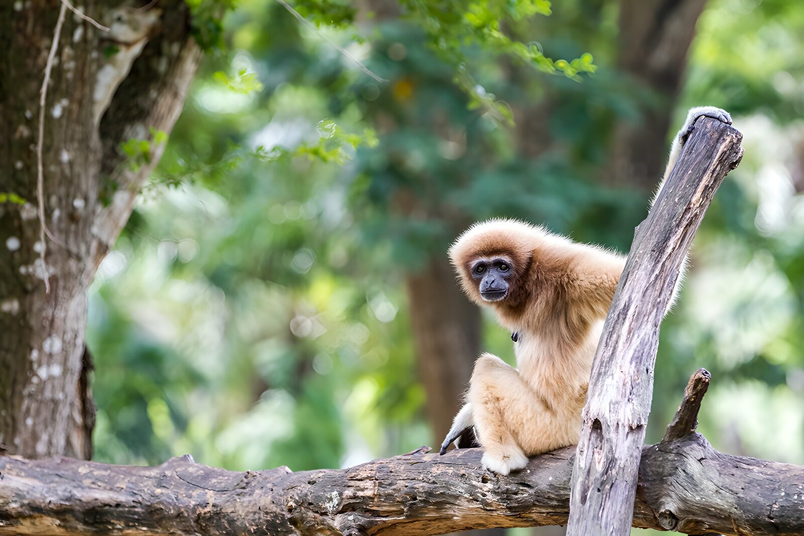 OCCOM3403240: Curious Gibbon on a Tree Branch