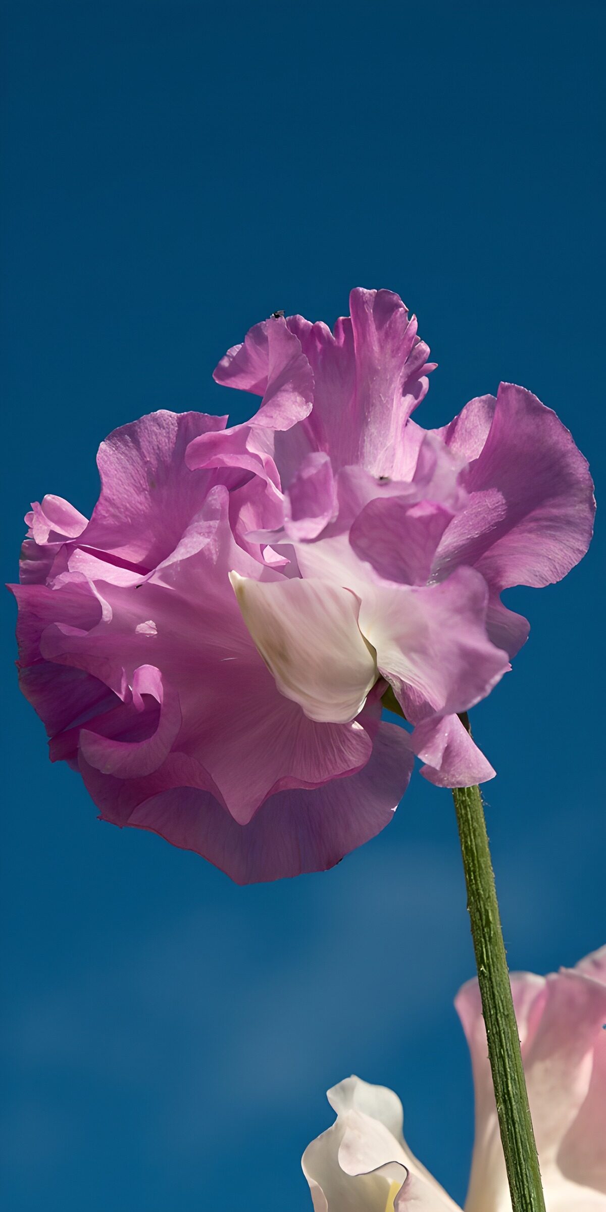 OCCOM2174319: Delicate Pink Flower Against Blue Sky