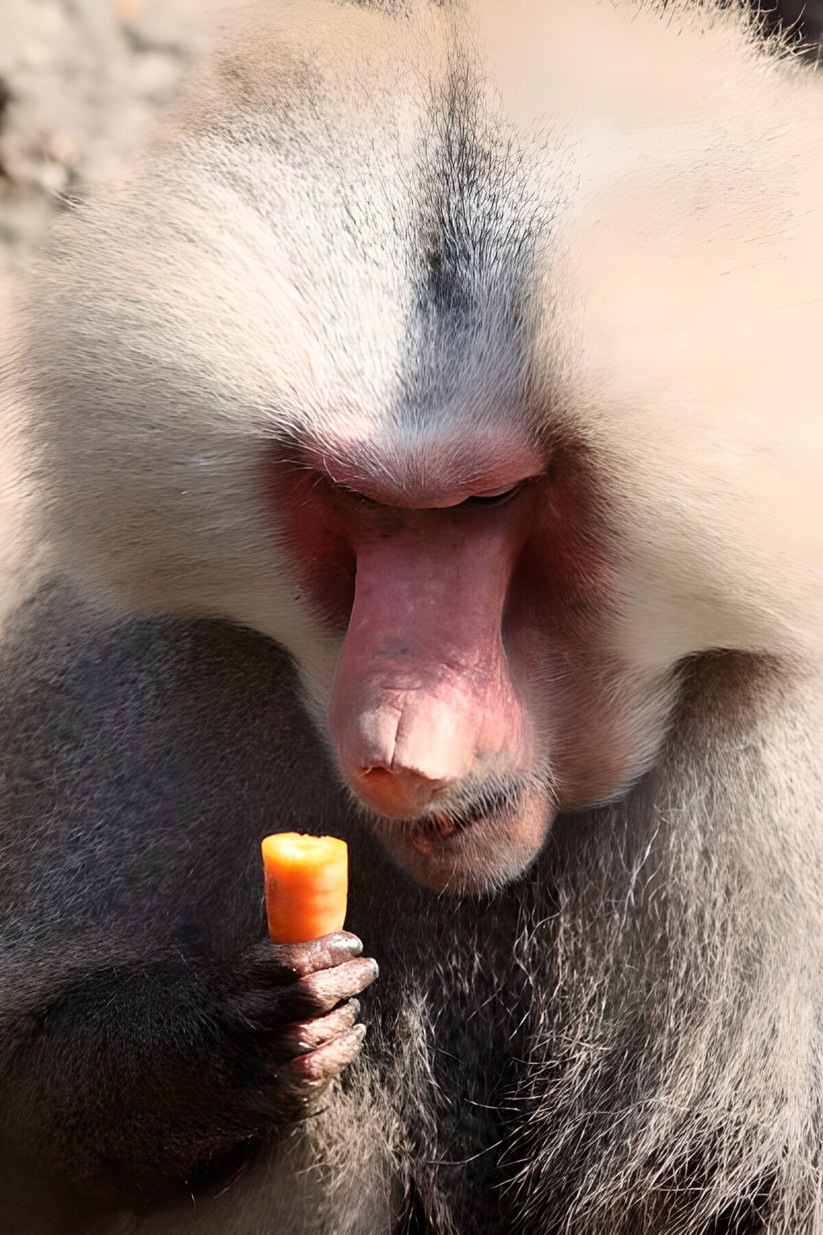 Baboon Enjoying a Carrot Snack