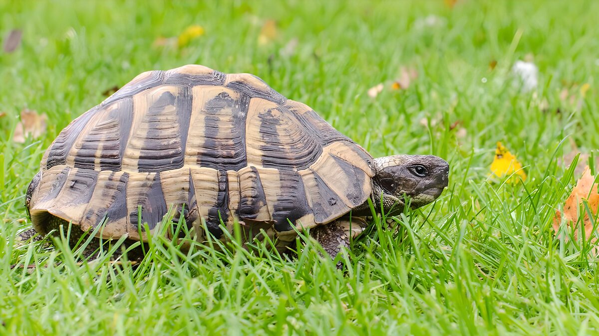 "Tortoise on Fresh Green Grass"