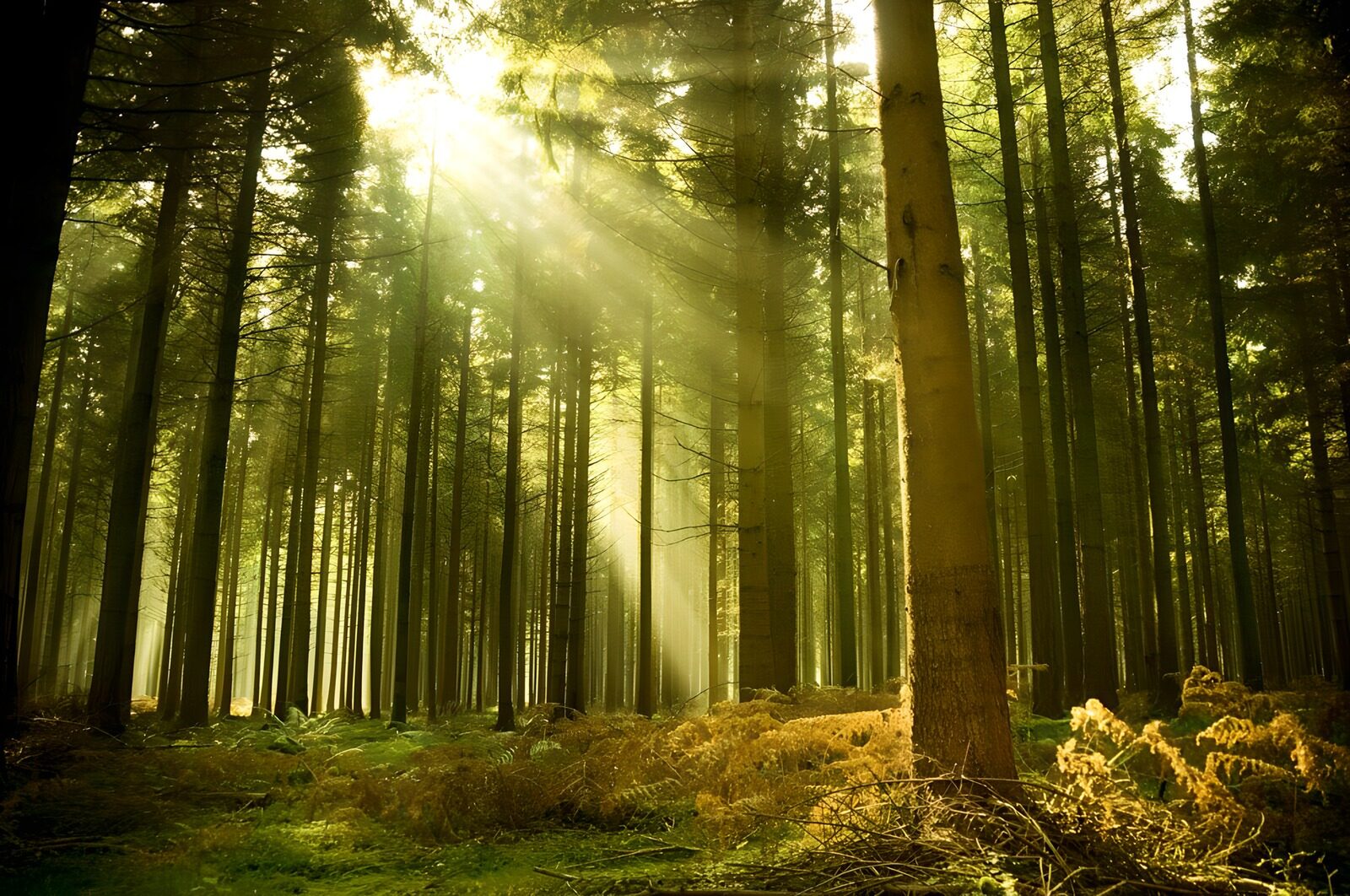 OCCOM4359519: Enchanted Forest Light Show