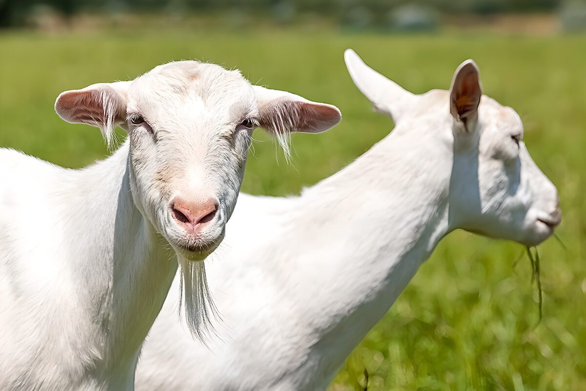 Curious White Goats in a Meadow