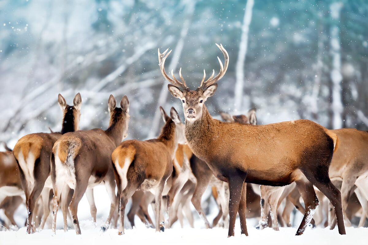 OCCOM3079503: Majestic Stag in a Snowy Landscape
