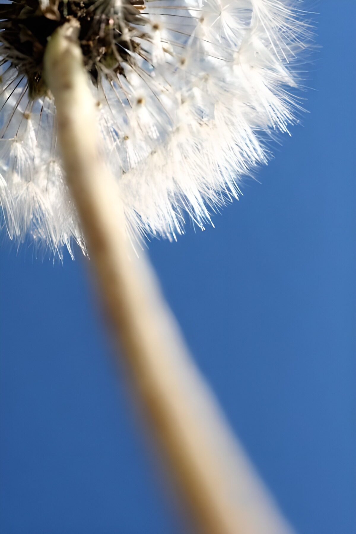 Dandelion Against a Clear Sky