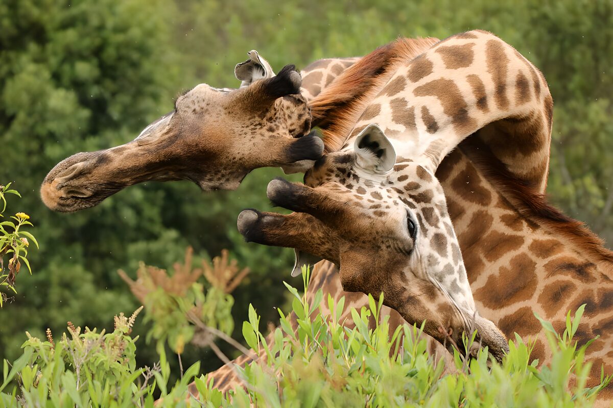 Giraffes Playful Encounter