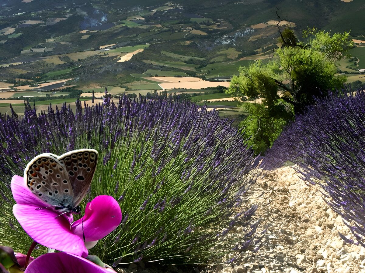 Butterfly on Lavender Field