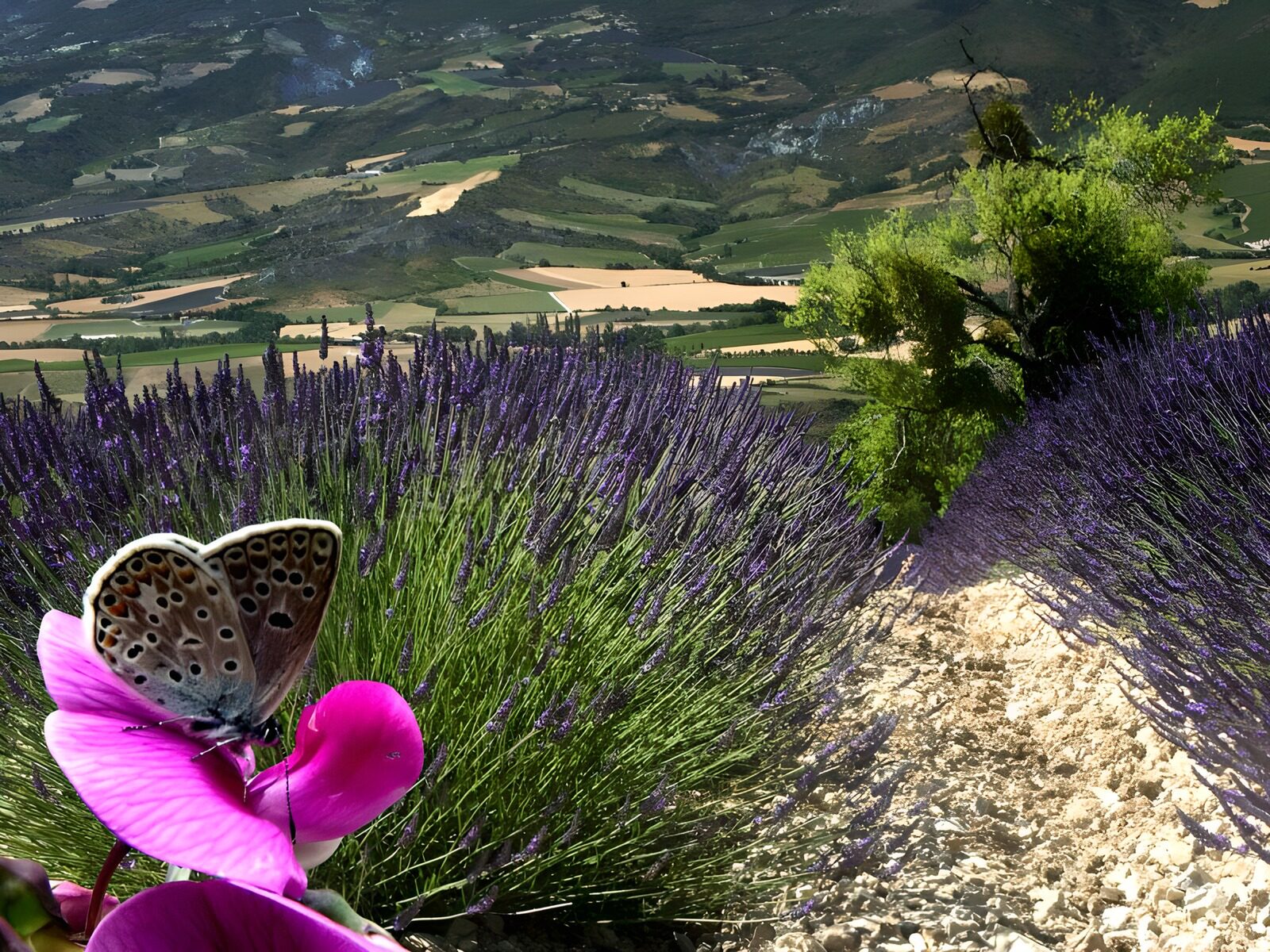 OCCOM5704425: Butterfly on Lavender Field