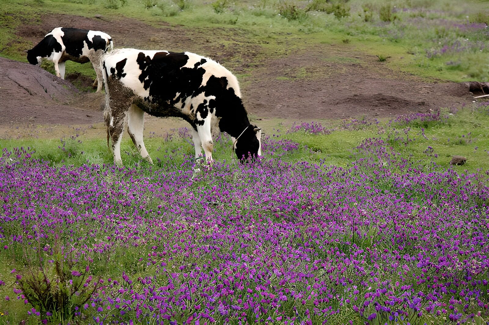 OCCOM7425665: Cows Grazing in Blooming Meadow