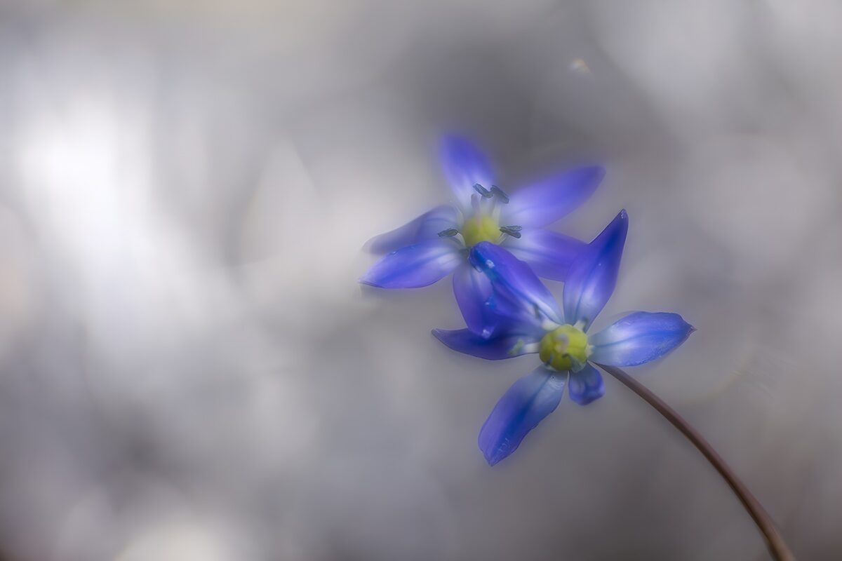 OCCOM8649521: Delicate Blue Wildflowers in Bloom