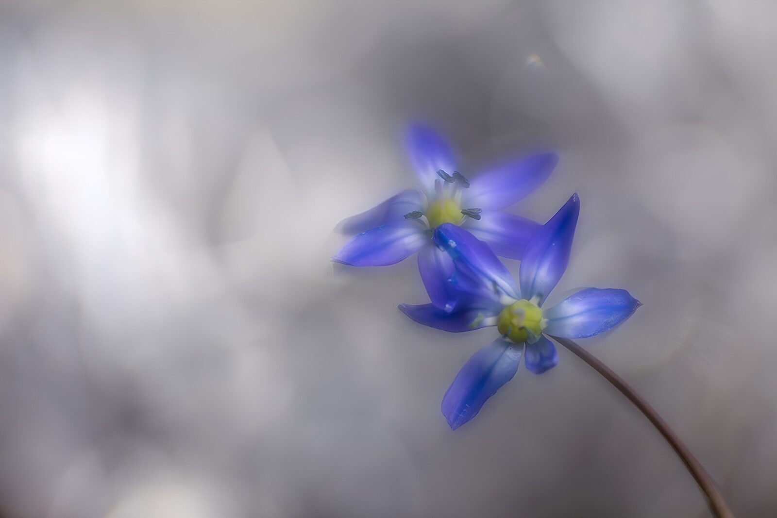 OCCOM8649521: Delicate Blue Wildflowers in Bloom