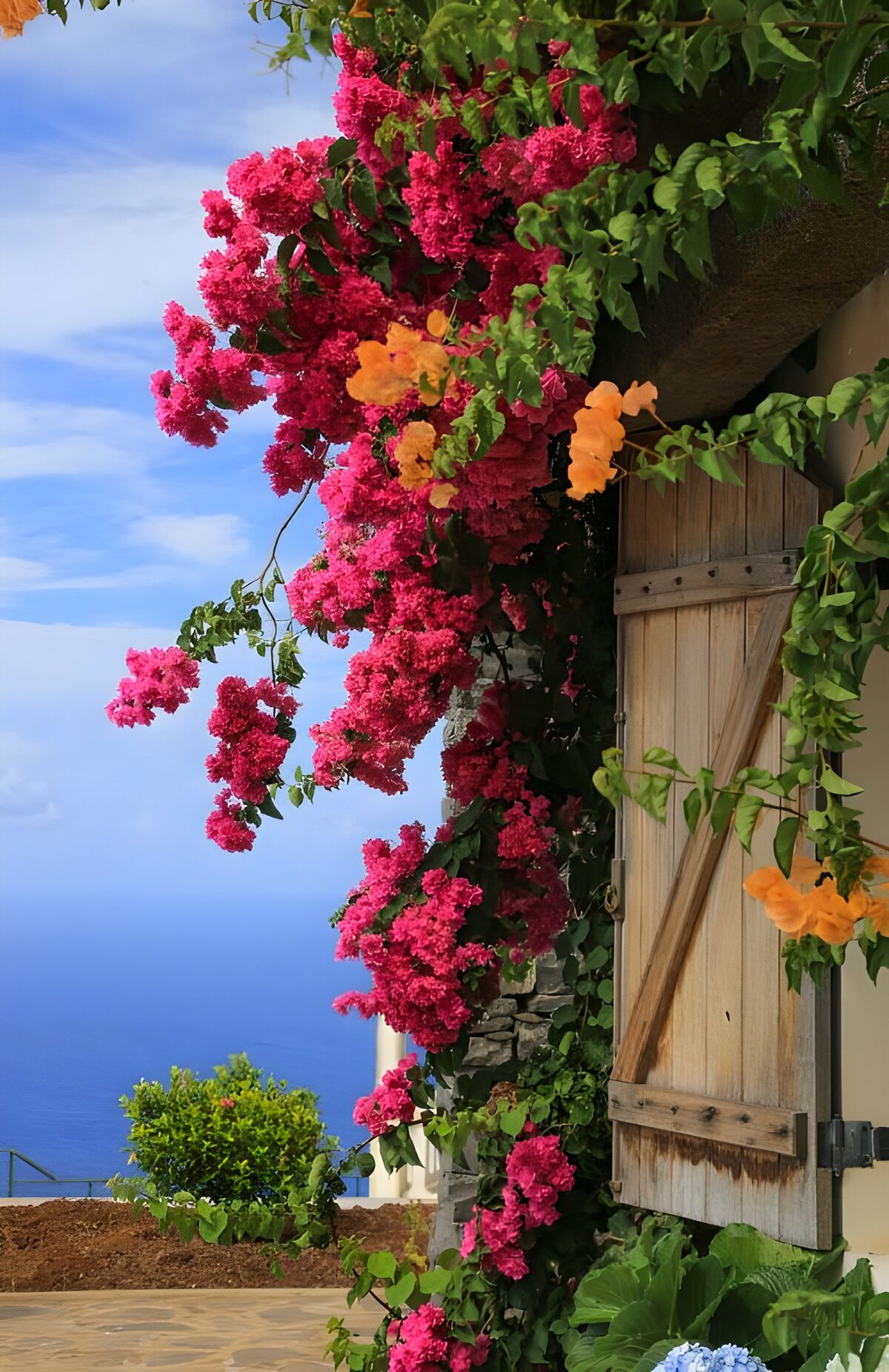 Vibrant Bougainvillea by the Sea