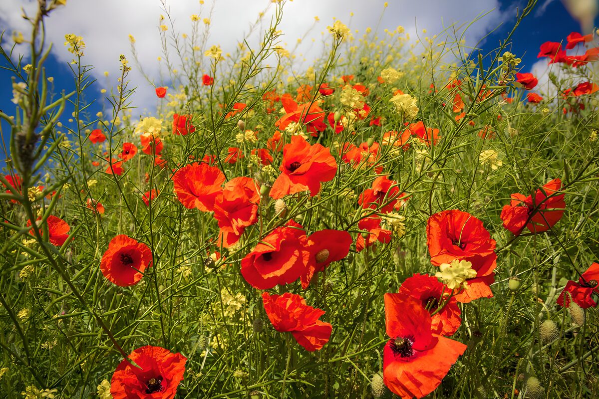 OCCOM1852384: Vibrant Poppy Field Under Clear Skies