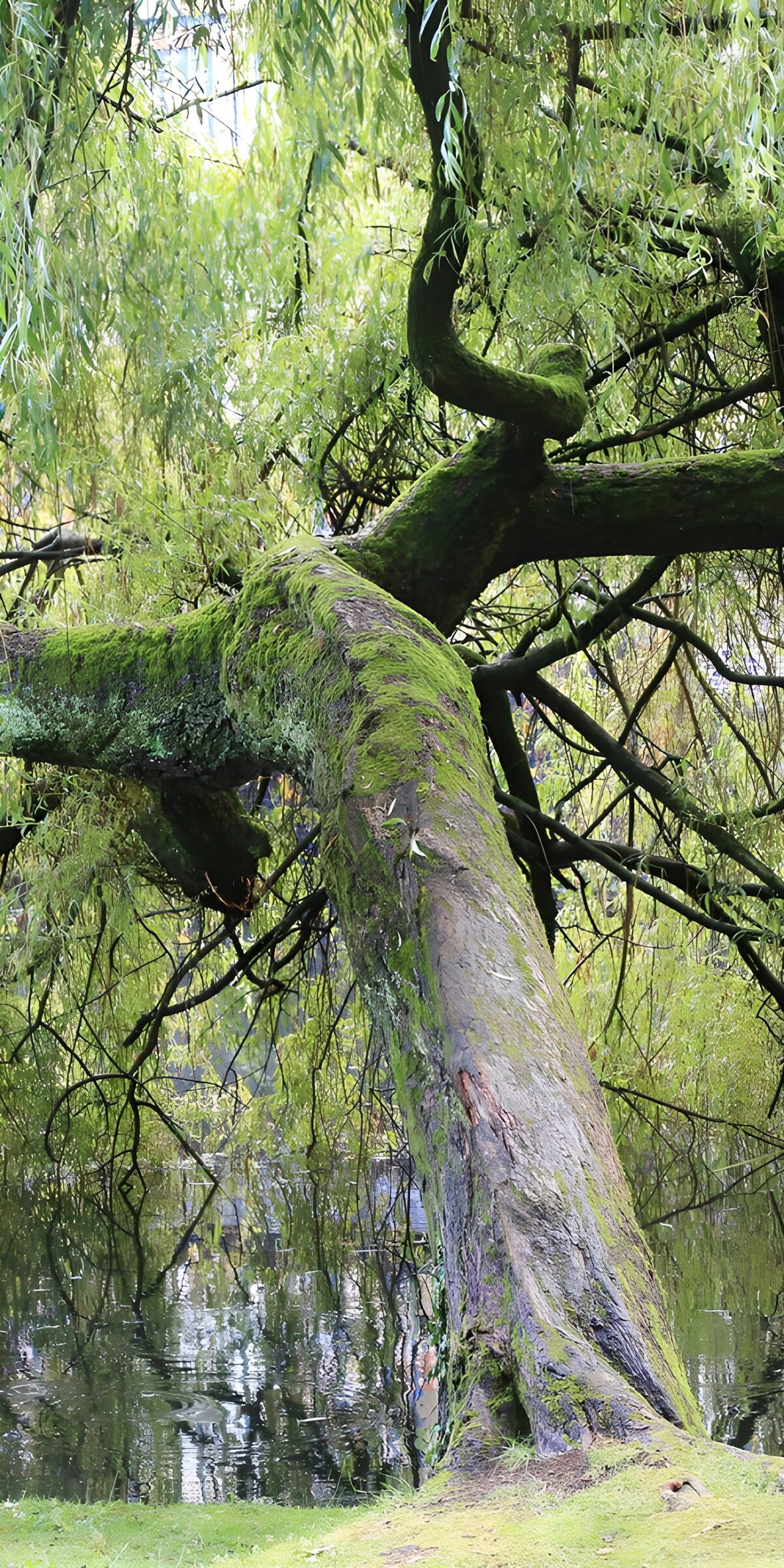 OCCOM2168758: Twisted Tree Over Water