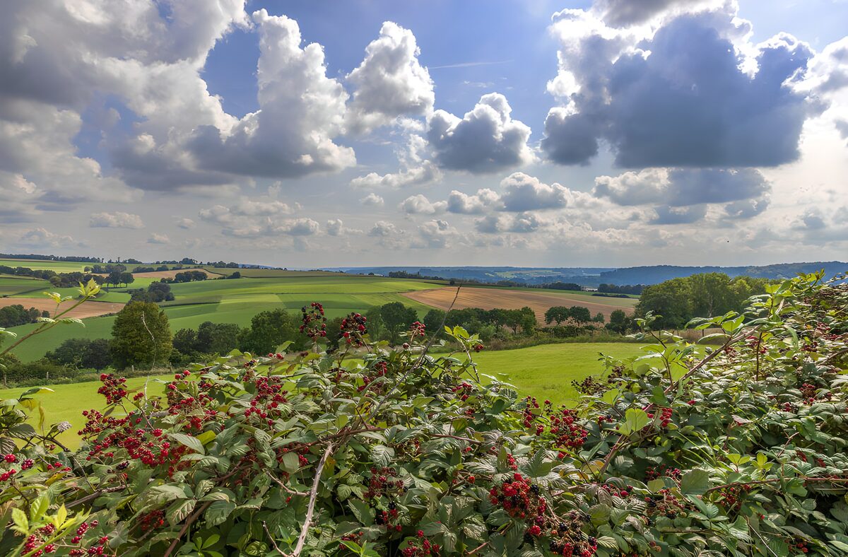 Serene Countryside Landscape with Berries