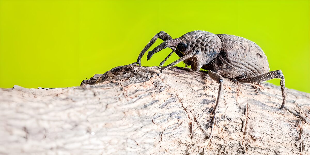 Unique Beetle on Bark