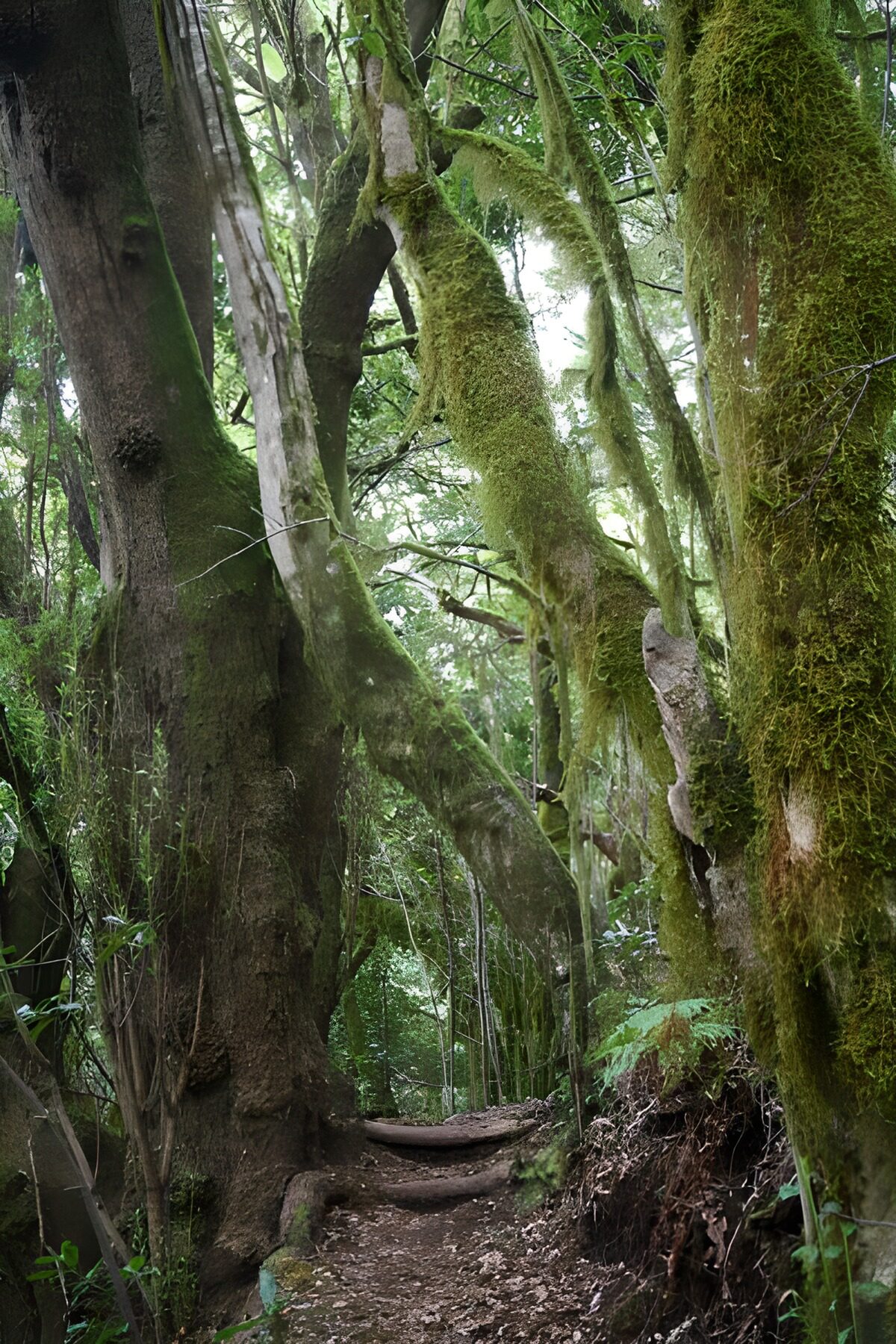 OCCOM8996098: Enchanted Forest Pathway