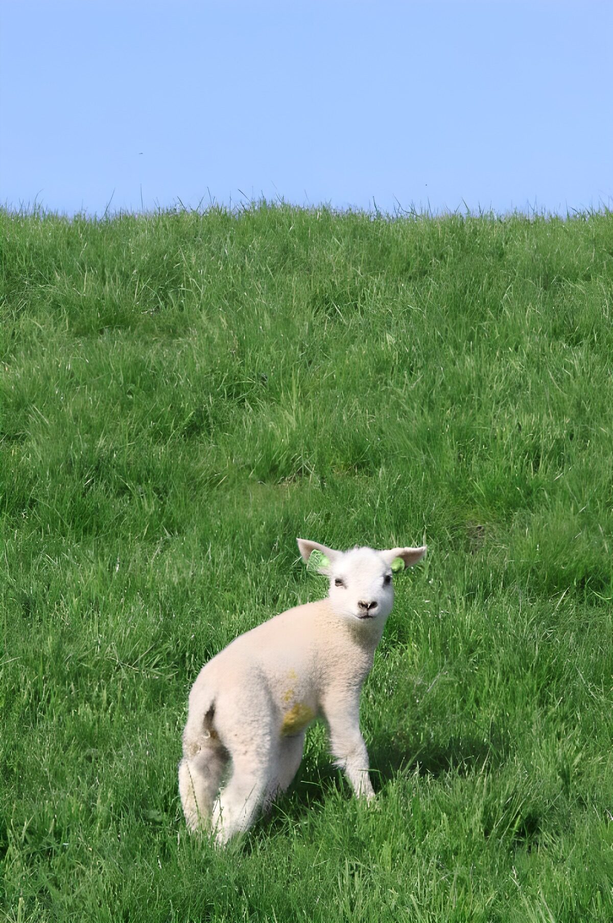 OCCOM2220764: Curious Lamb on a Green Hill