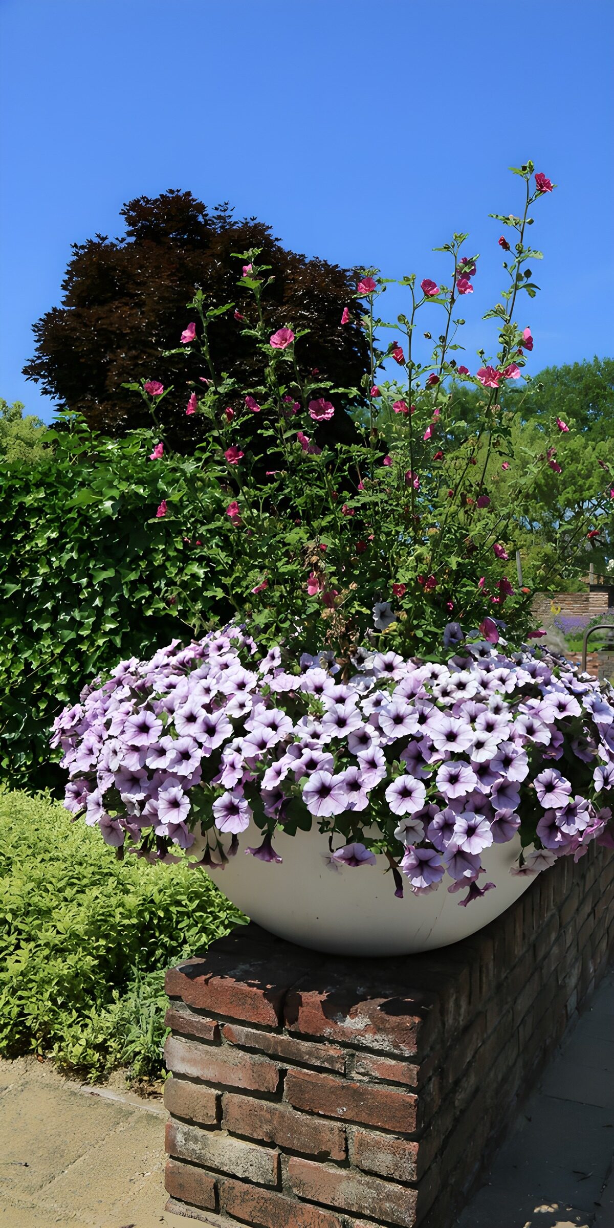 OCCOM2204546: Blooming Serenity in a Garden Planter