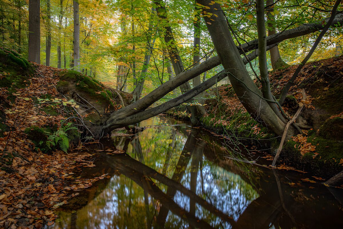Serene Autumn Reflections