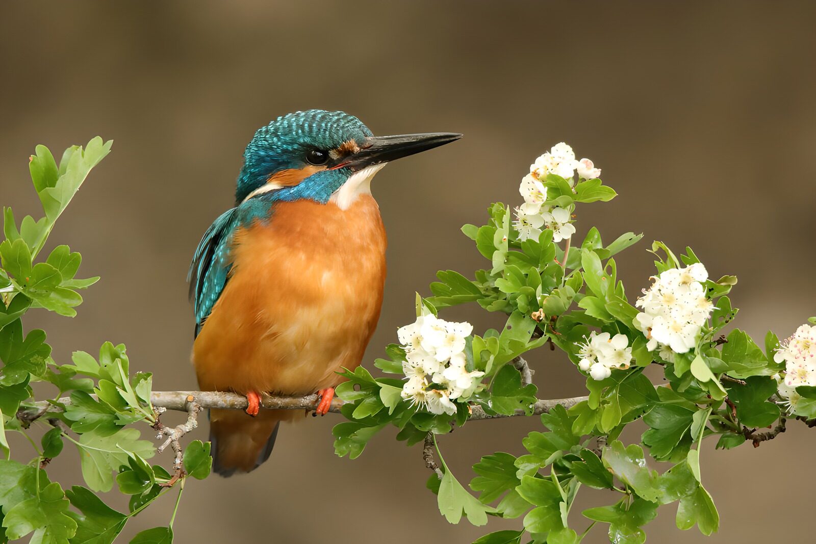 OCCOM9572098: Vibrant Kingfisher Among Blossoms