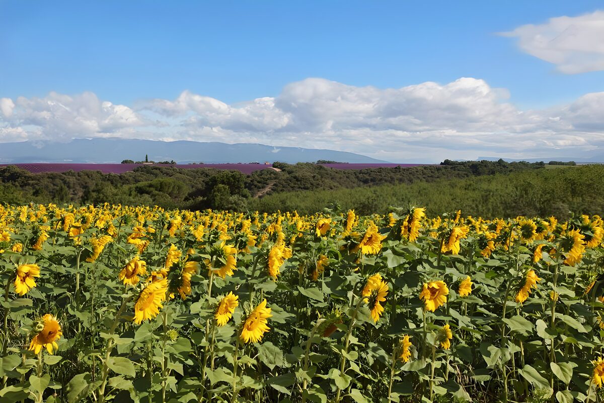 A Golden Field of Sunflowers